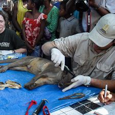 Searching for the Fossa
